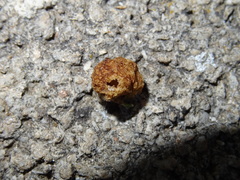 Neuroterus quercusbaccarum