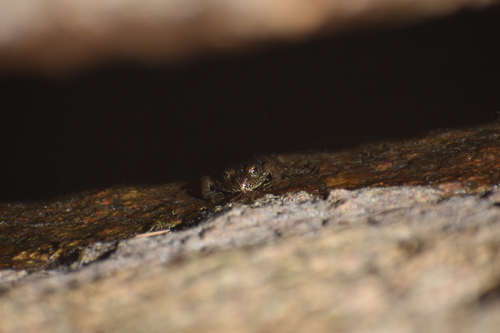 iNaturalist observation photo of Sierra Nevada Yellow-legged Frog