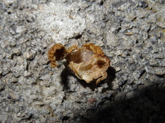 Neuroterus quercusbaccarum