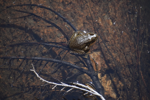 iNaturalist observation photo of Sierra Nevada Yellow-legged Frog