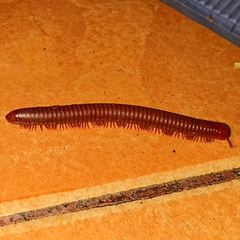 Trigoniulus corallinus