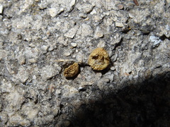 Cynips agama