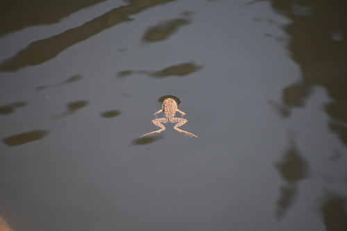 iNaturalist observation photo of Sierra Nevada Yellow-legged Frog