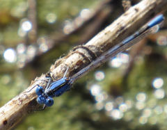 Argia nahuana