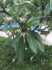 Plumeria rubra