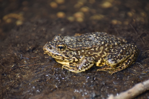 iNaturalist observation photo of Sierra Nevada Yellow-legged Frog