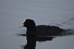 Fulica atra