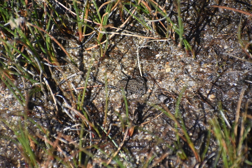 iNaturalist observation photo of Yosemite Toad