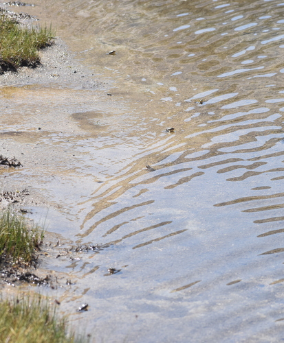 iNaturalist observation photo of Sierra Nevada Yellow-legged Frog