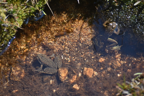 iNaturalist observation photo of Sierra Nevada Yellow-legged Frog