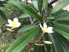 Plumeria rubra