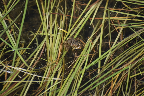 iNaturalist observation photo of Sierra Nevada Yellow-legged Frog