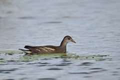 Gallinula chloropus