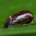 Ophiderma - Photo (c) Tracey Fandre, some rights reserved (CC BY-NC-ND), uploaded by Tracey Fandre