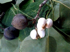 Triadica sebifera