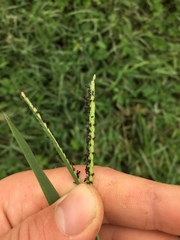 Paspalum vaginatum