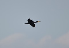 Phalacrocorax carbo