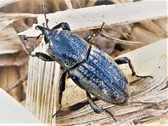 Sphenophorus venatus