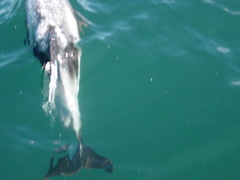 Lagenorhynchus albirostris