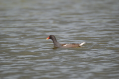 Gallinula chloropus