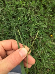 Paspalum vaginatum