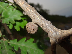 Andricus infectorius