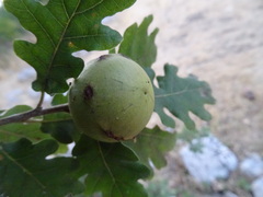 Andricus quercustozae