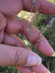 Poa secunda secunda