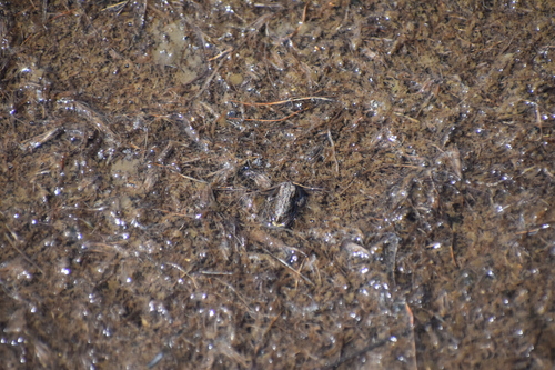 iNaturalist observation photo of Yosemite Toad