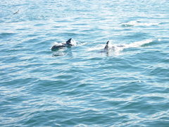 Lagenorhynchus albirostris