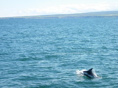 Lagenorhynchus albirostris