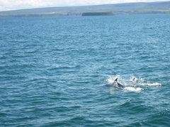 Lagenorhynchus albirostris
