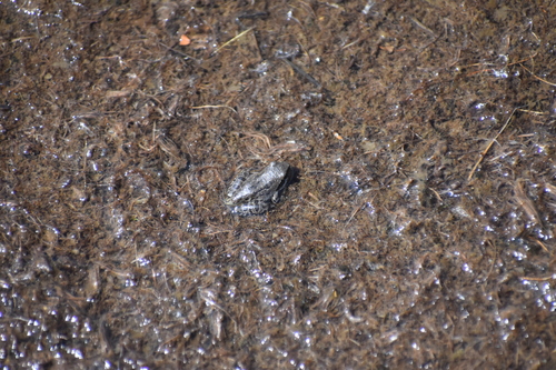 iNaturalist observation photo of Pacific chorus frog