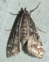 Parapoynx obscuralis