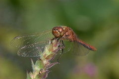 Sympetrum vulgatum
