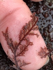 Microcladia coulteri