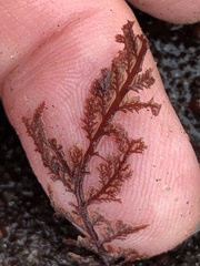 Microcladia coulteri