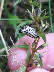 Chrysomela vigintipunctata