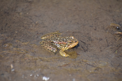 iNaturalist observation photo of Sierra Nevada Yellow-legged Frog