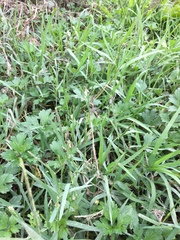 Paspalum vaginatum