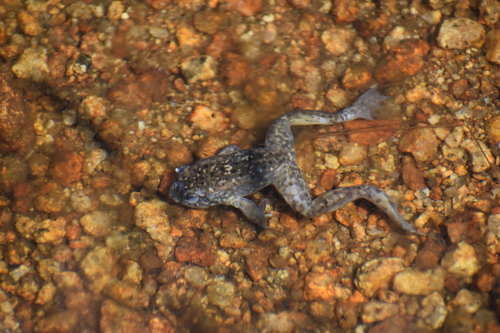 iNaturalist observation photo of Sierra Nevada Yellow-legged Frog