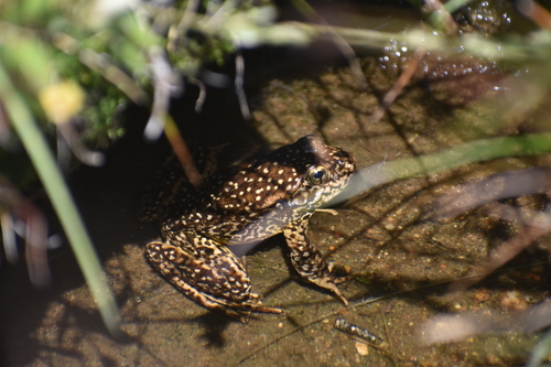 iNaturalist observation photo of Sierra Nevada Yellow-legged Frog