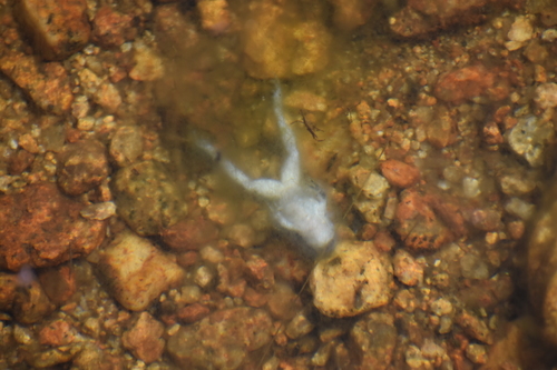 iNaturalist observation photo of Sierra Nevada Yellow-legged Frog