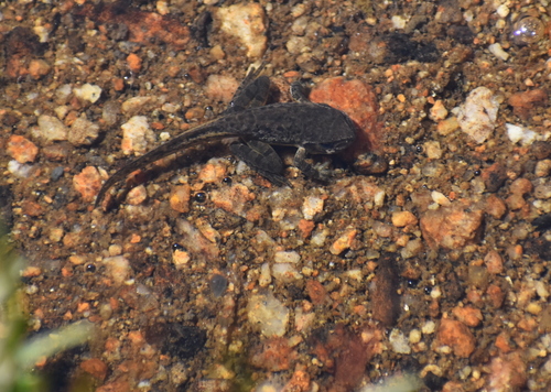 iNaturalist observation photo of Pacific chorus frog