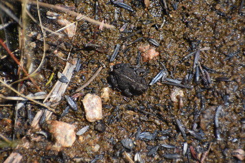 iNaturalist observation photo of Yosemite Toad