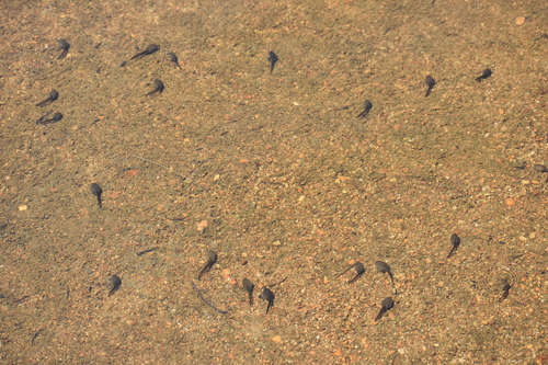 iNaturalist observation photo of Sierra Nevada Yellow-legged Frog