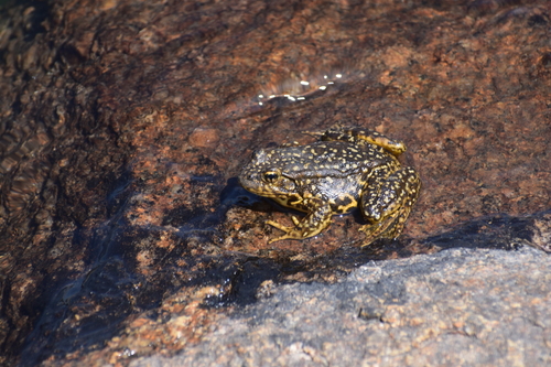 iNaturalist observation photo of Sierra Nevada Yellow-legged Frog