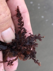 Microcladia coulteri