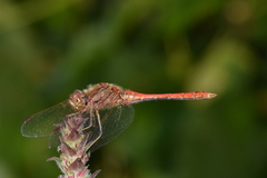 Sympetrum vulgatum