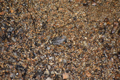 iNaturalist observation photo of Pacific chorus frog